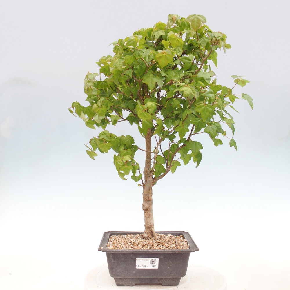 Bonsai für draußen - Acer Buergerianum - Bergahorn