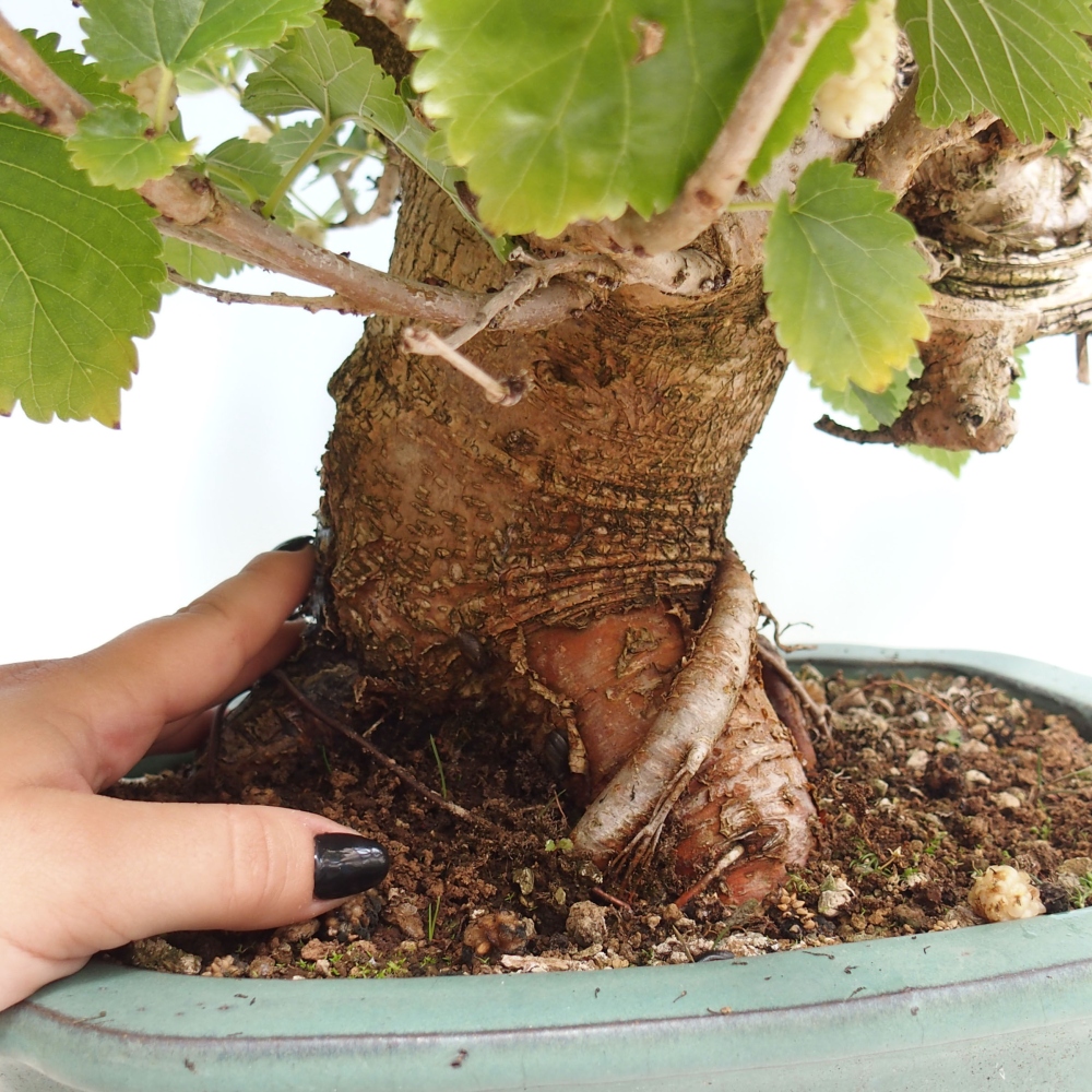 Bonsai im Freien - Morus alba - Maulbeere