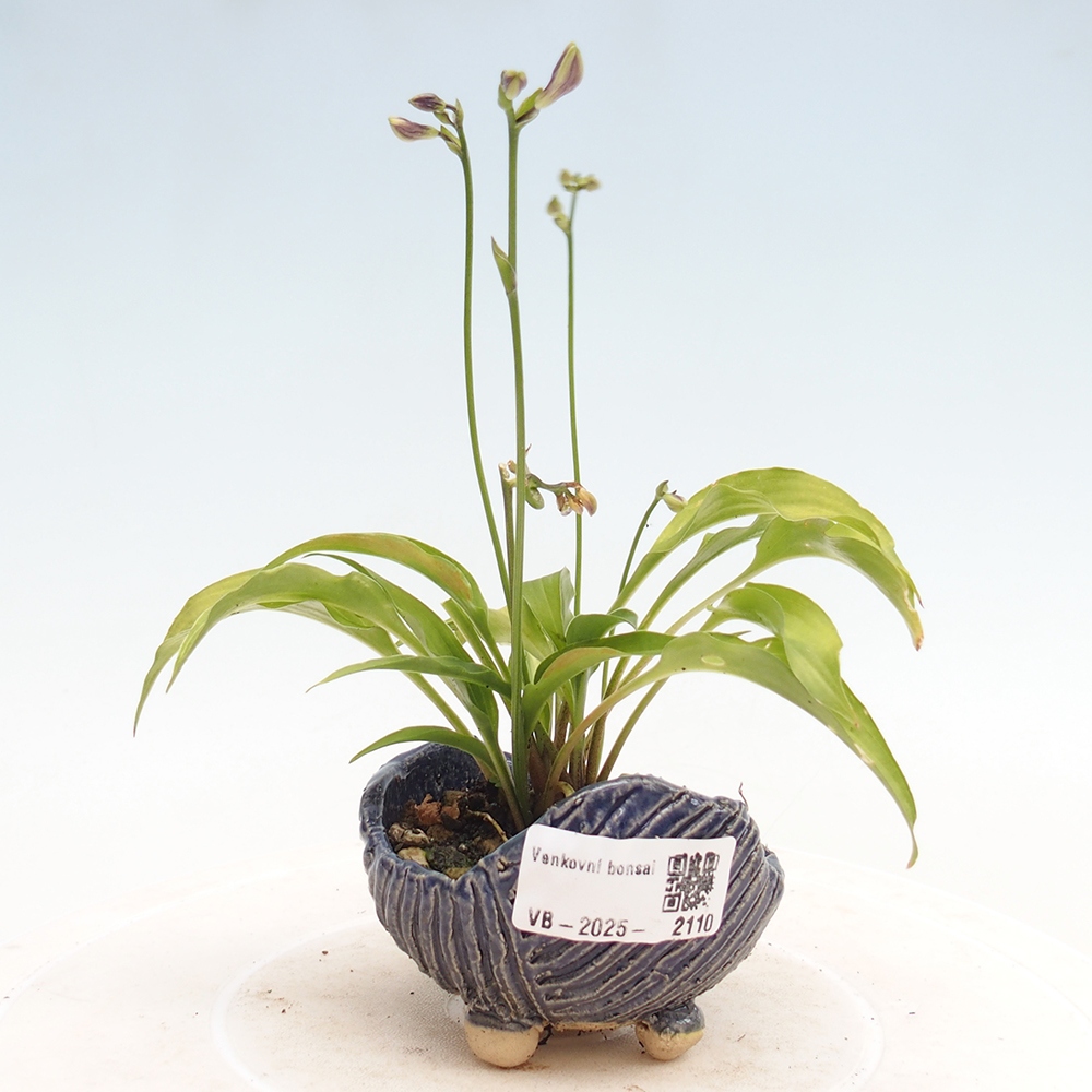 Bonsai im Freien - Mini Hosta - Göttin
