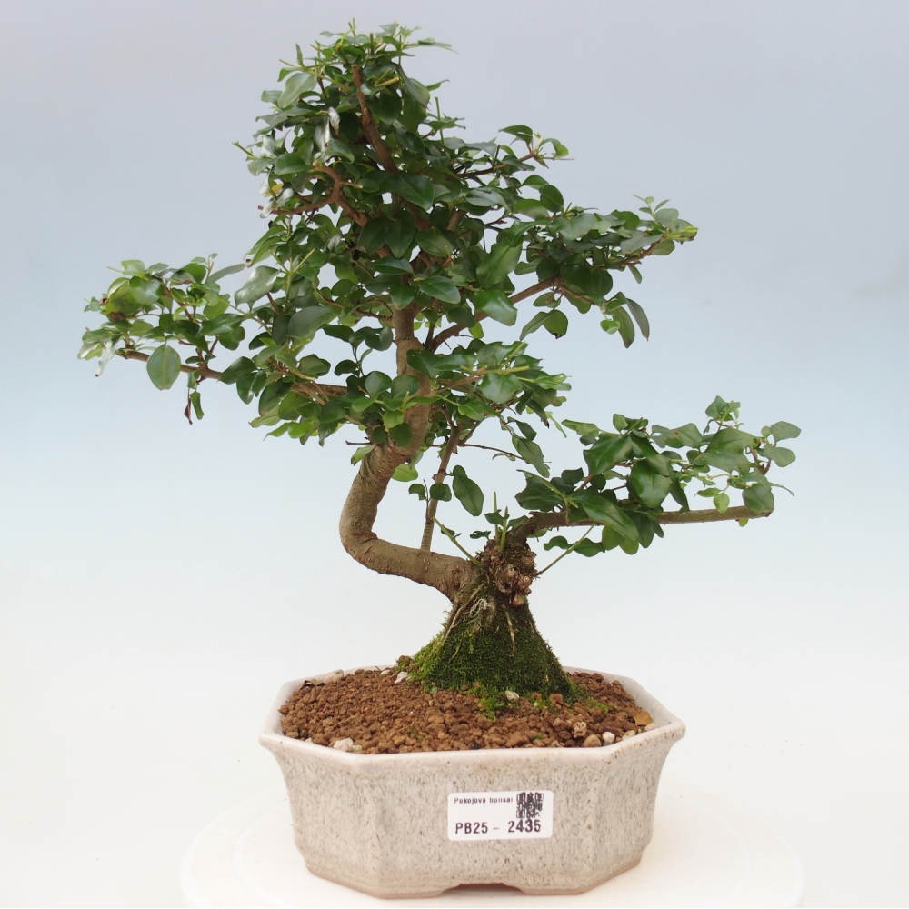 Indoor Bonsai -Ligustrum chinensis - Vogelschnabel