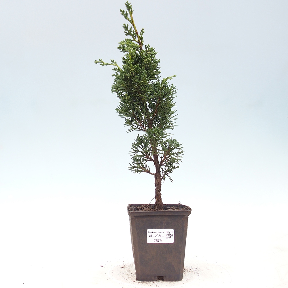 Outdoor-Bonsai - Juniperus chinensis Kishu - Chinesischer Wacholder