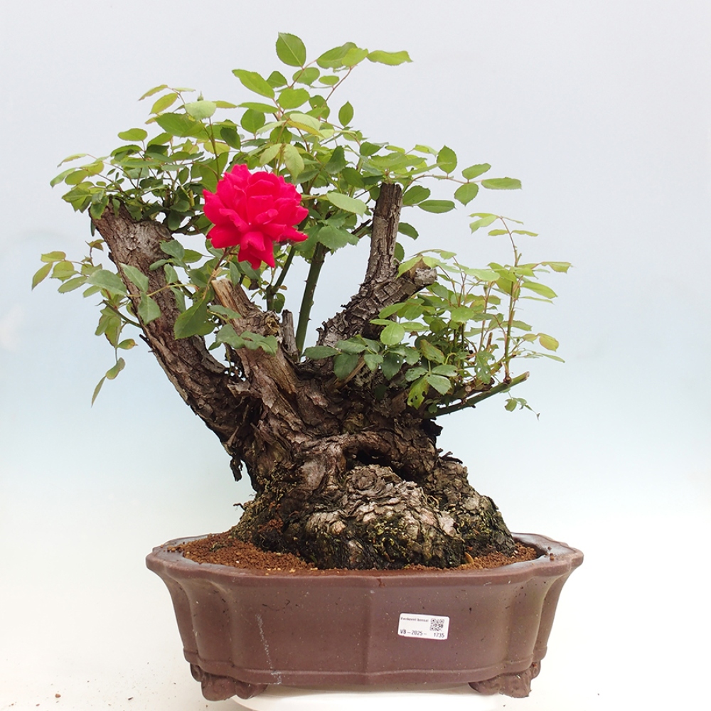 Freilandbonsai - Rosa Kordes -  Rose