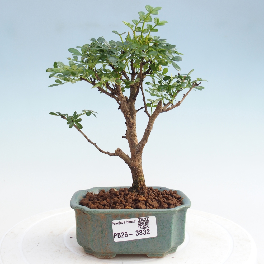 Zimmer Bonsai - Zantoxylum piperitum - Pfefferbaum PB220935