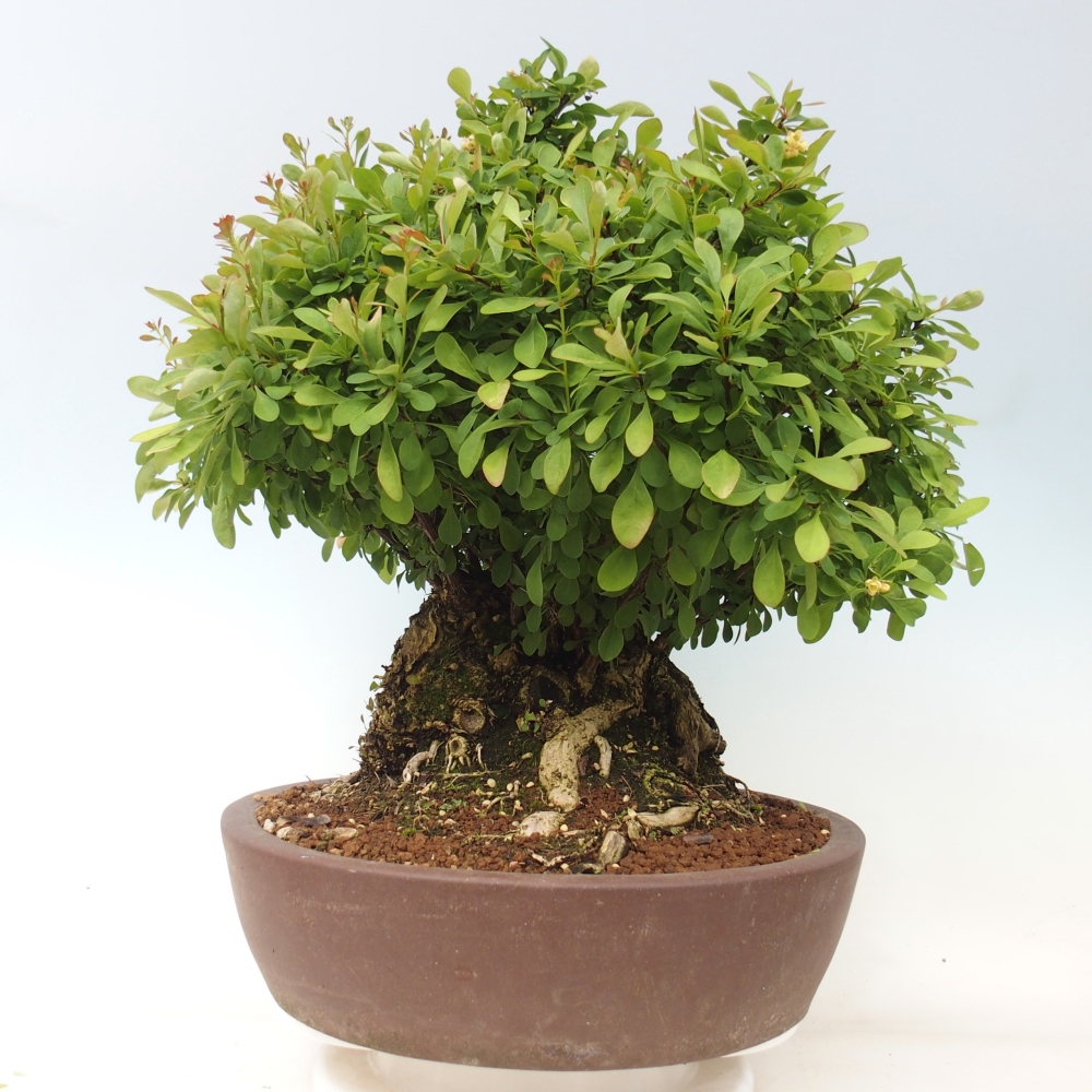 Bonsai für draußen - Berberitze - Berberis thunbergii atropurpurea