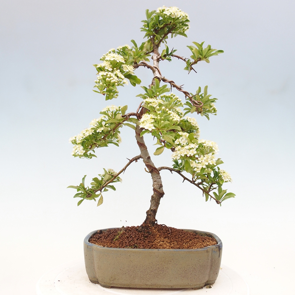Outdoor Bonsai-Pyracanta Teton -Bäckerei