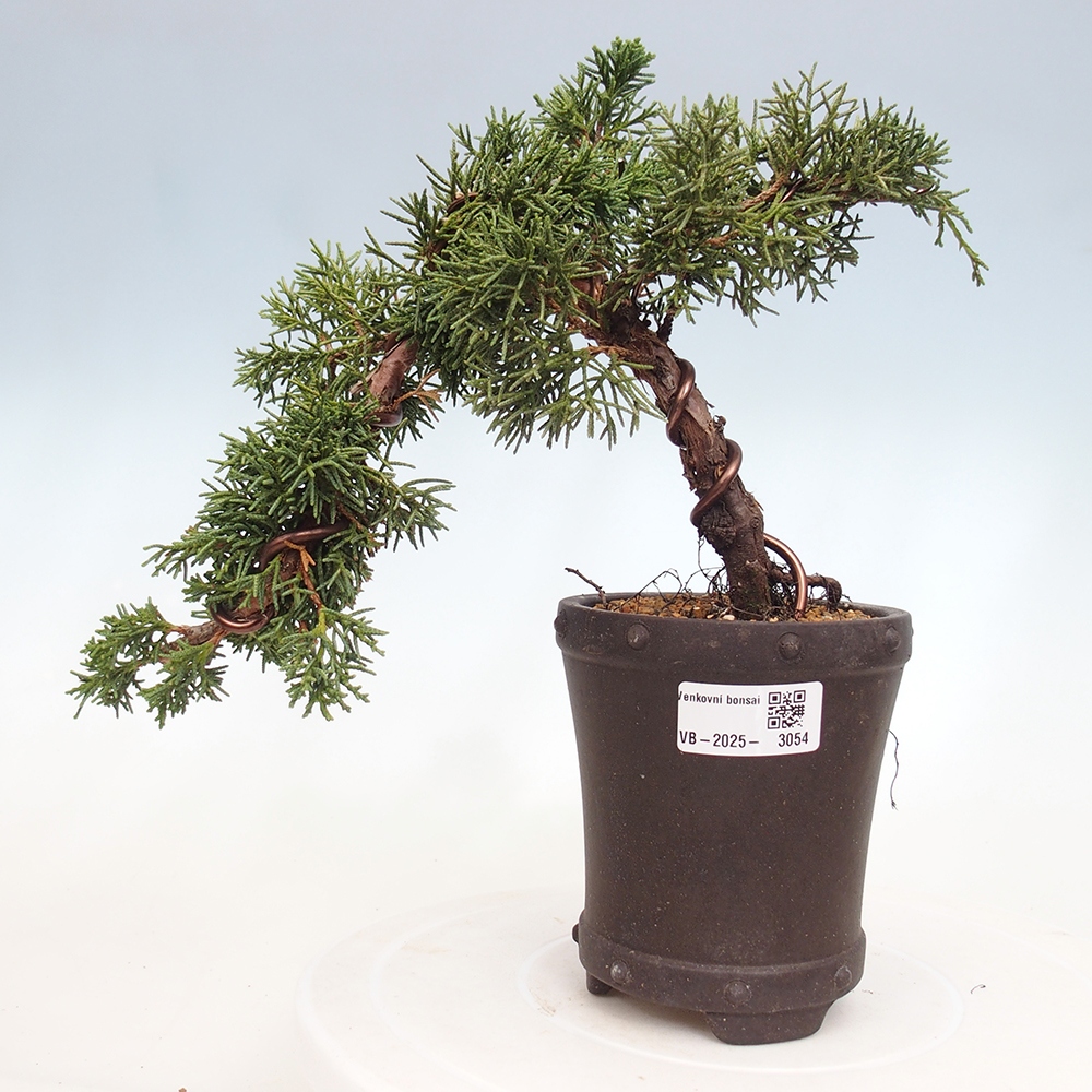 Bonsai im Freien - Juniperus chinensis Kishu - Chinesischer Wacholder
