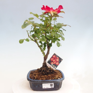 Freilandbonsai - Rosa Kordes - Rose - e-bonsai.de