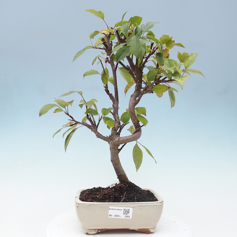 Bonsai im Freien - Malus halliana - Kleinfruchtiger Apfelbaum