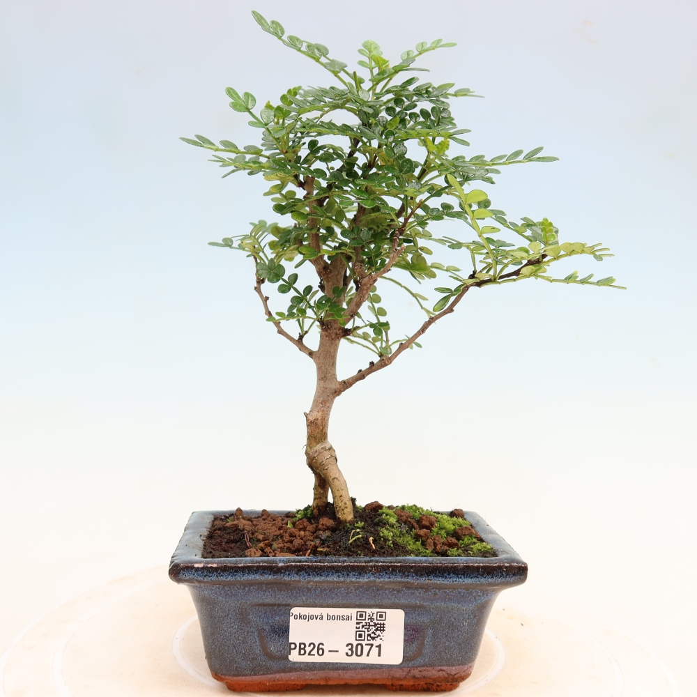 Zimmer Bonsai - Zantoxylum piperitum - Pfefferbaum