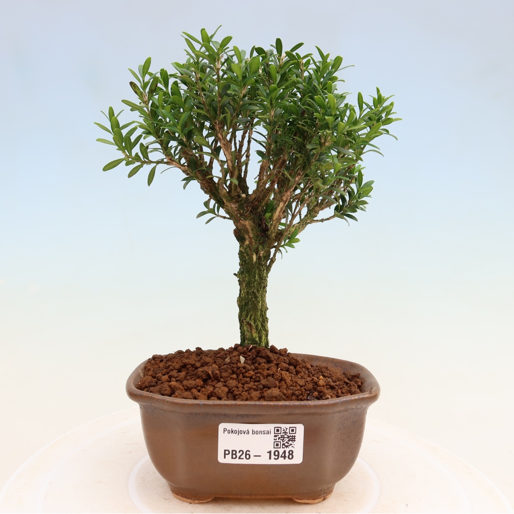 Zimmer Bonsai - Buxus harlandii - Korkbuxus