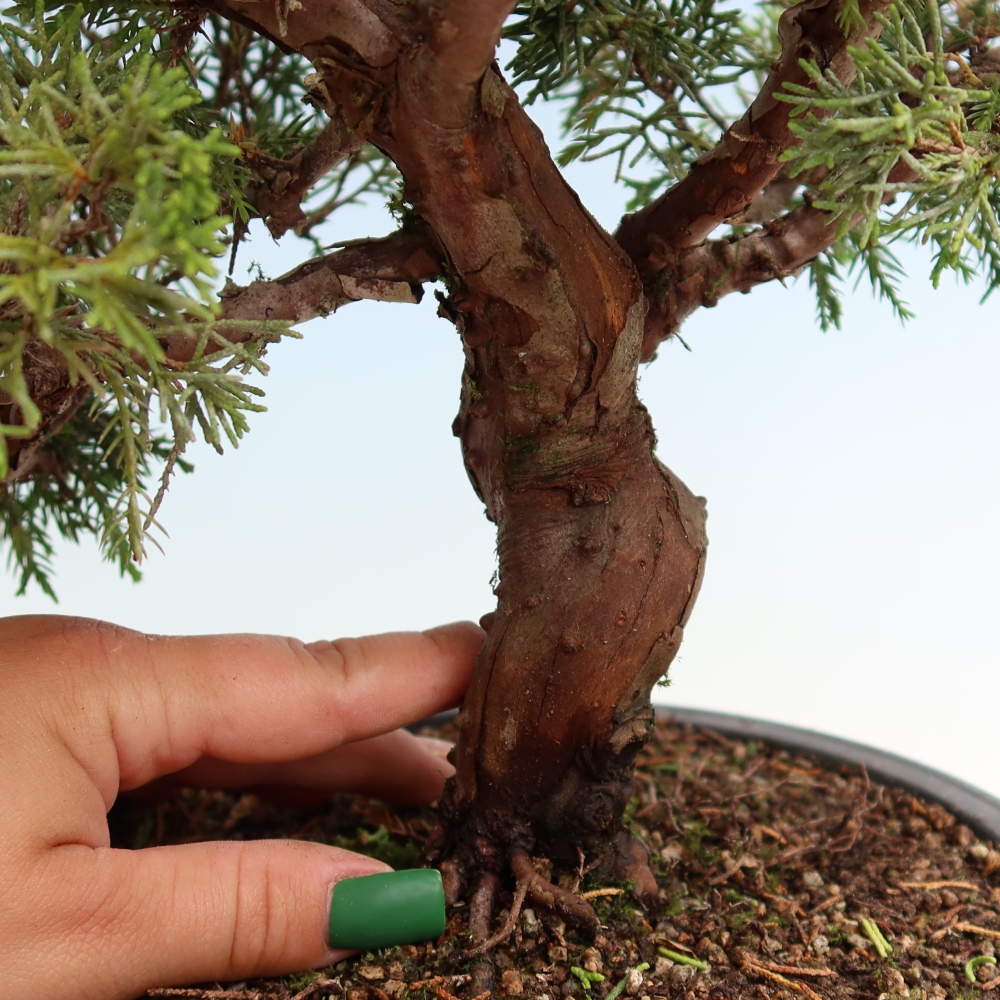 Bonsai für draußen - Juniperus chinensis Itoigawa-Juniperus chinensis