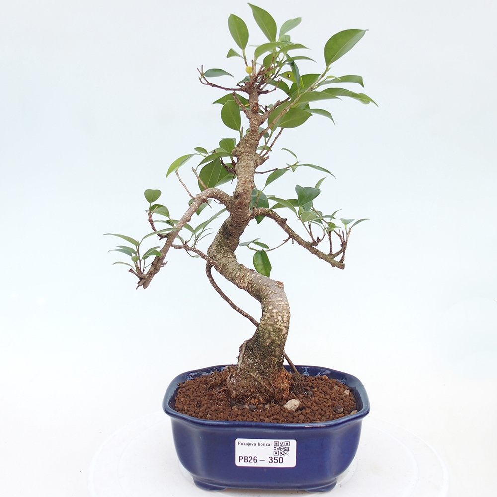 Zimmerbonsai - Ficus retusa - Kleinblättriger Ficus