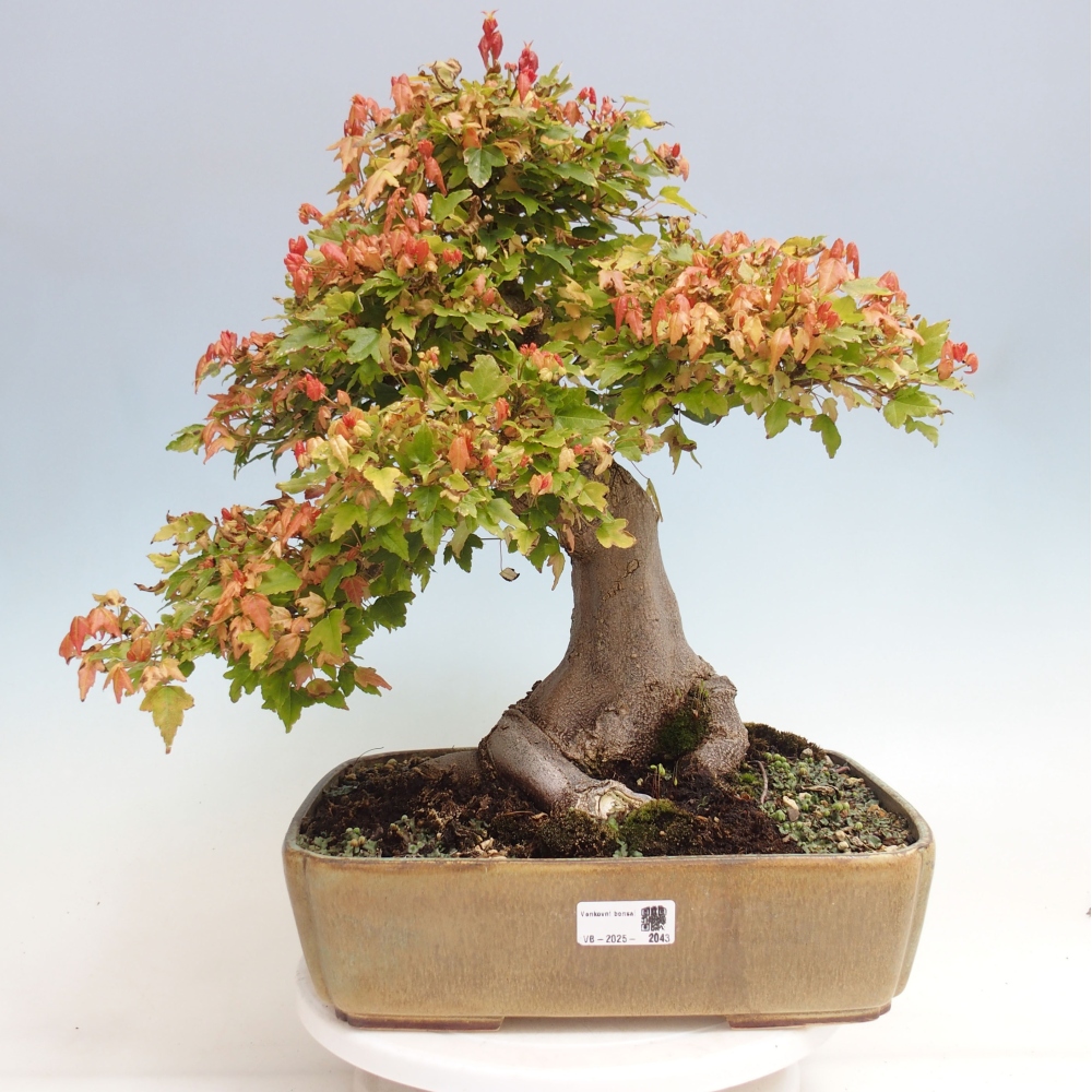 Bonsai im Freien - Ahorn Buergerianum - Burger Maple