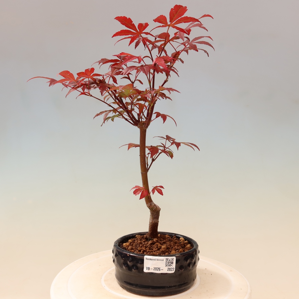 Bonsai für draußen - Acer-Palme. Atropurpureum-Javor palmate