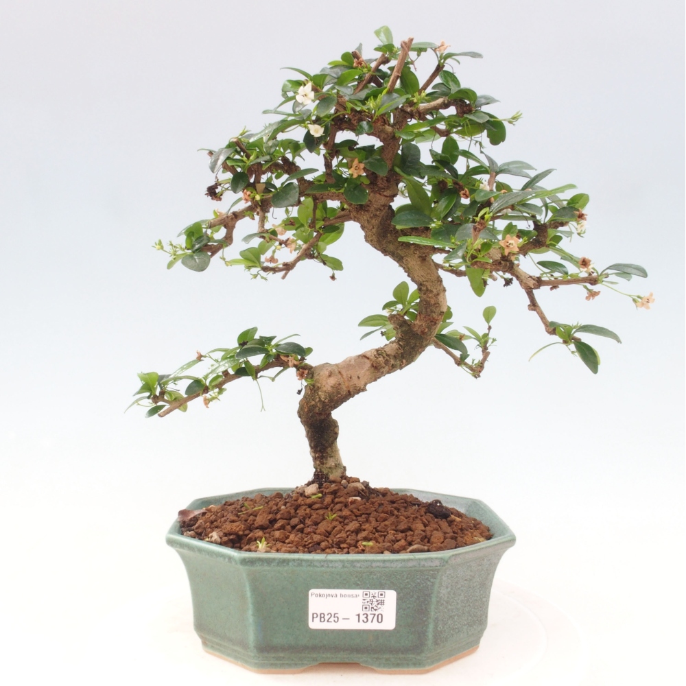 Zimmer Bonsai - Carmona macrophylla - Tea Fuki