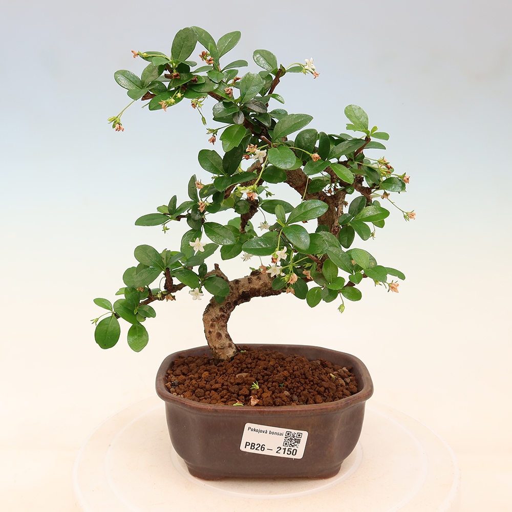 Zimmer-Bonsai - Carmona macrophylla - Tee-Fuki