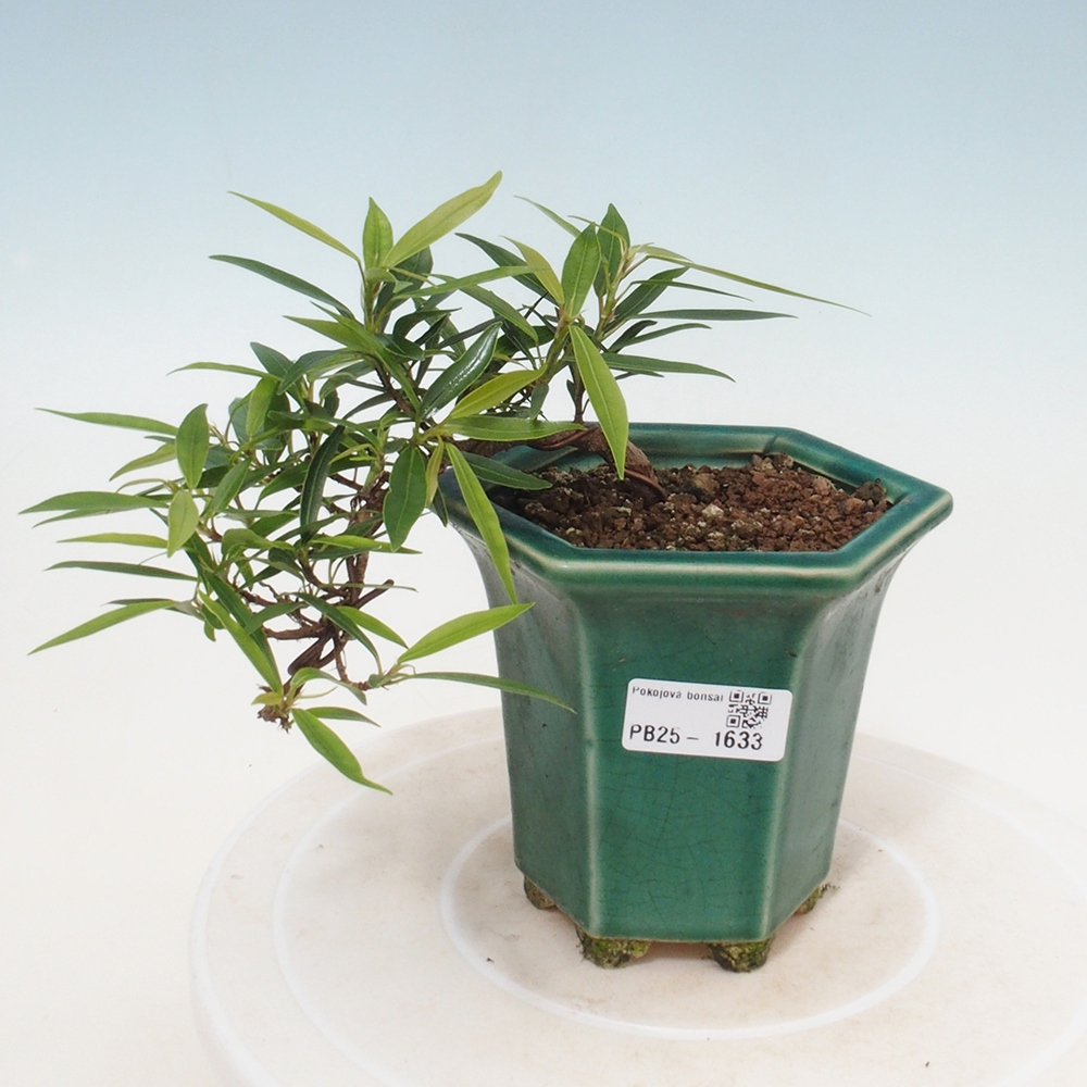 Zimmerbonsai - Ficus nerifolia - kleinblättriger Ficus
