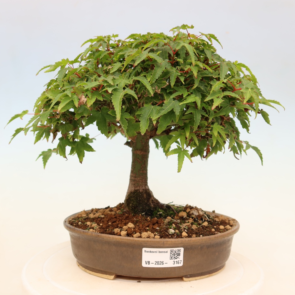 Acer palmatum KIOHIME - Palmetto-Ahorn
