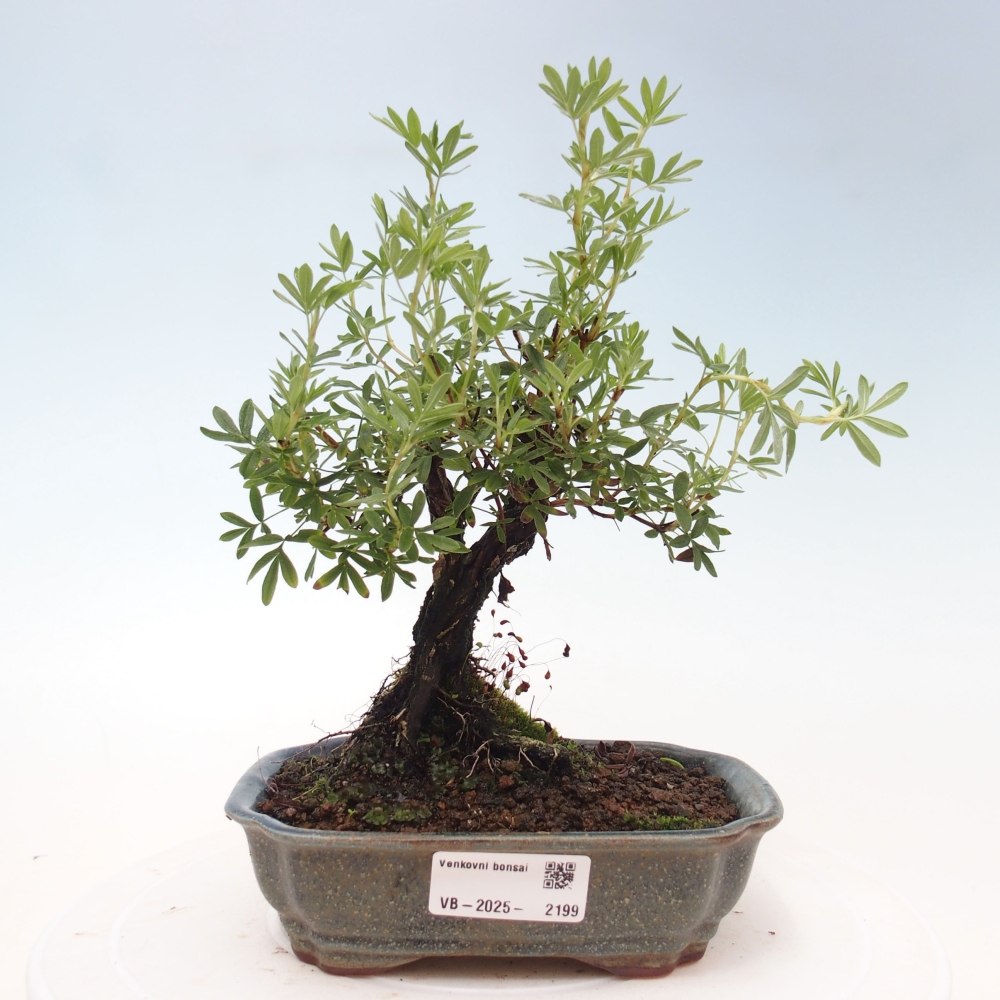 Outdoor-Bonsai-Fingerkraut - Potentila fruticosa gelber Vogel