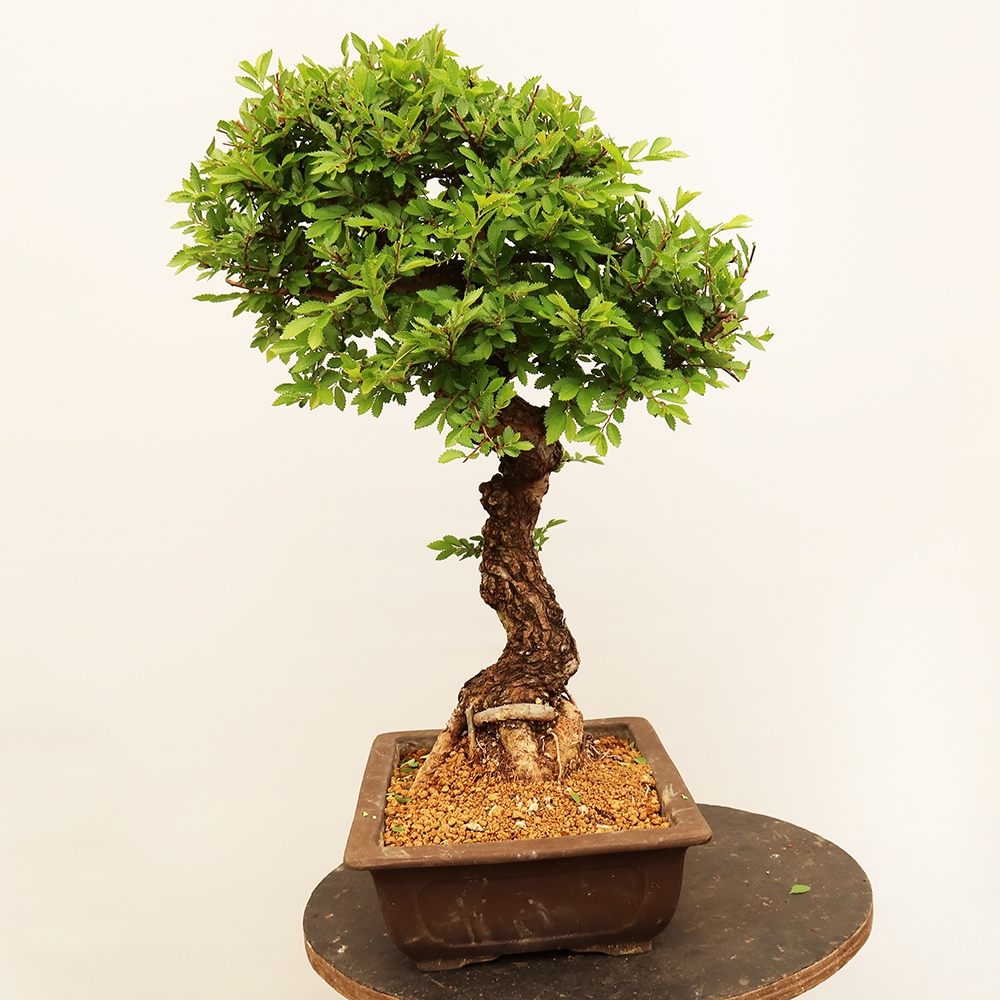 Bonsai im Freien - Zelkova - Zelkova NIRE