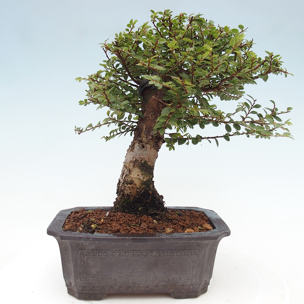 Bonsai im Freien - Ulmus parvifolia Hokkaido - Chinesische Ulme