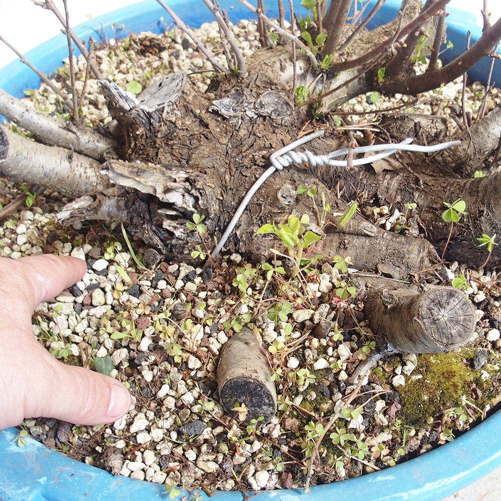 Outdoor Bonsai -Mahalebka - Prunus Mahaleb