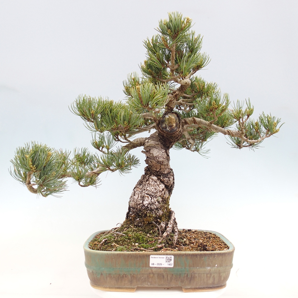 Bonsai für draußen - Pinus parviflora - Pinus parviflora