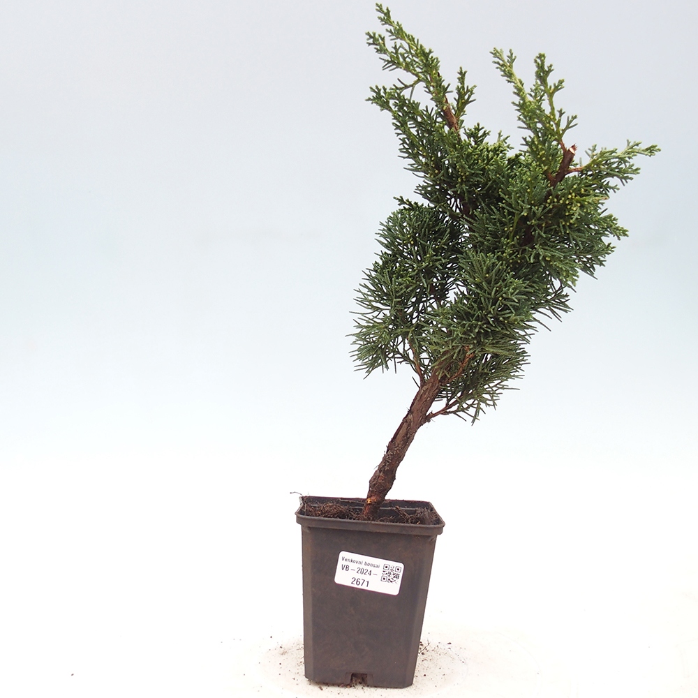 Outdoor-Bonsai - Juniperus chinensis Kishu - Chinesischer Wacholder