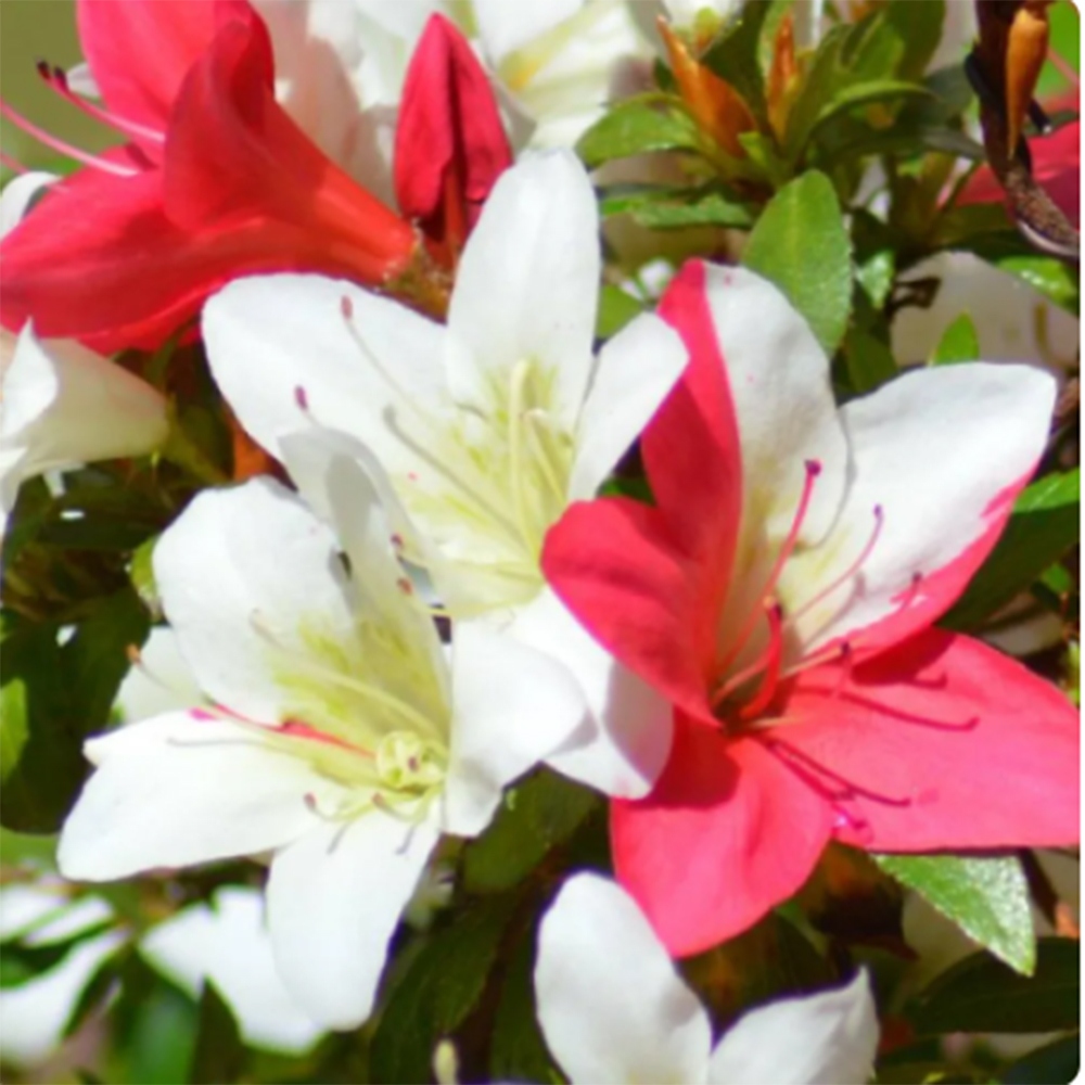 Bonsai für draußen - Japanische Azalee - Azalee CHIHIRO