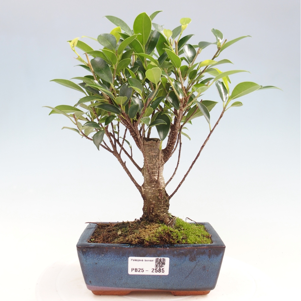 Zimmerbonsai - Ficus retusa - kleinblättriger Ficus