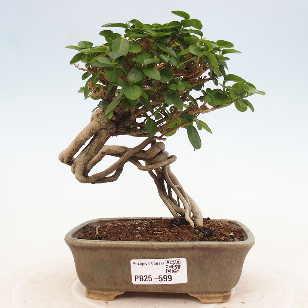 Zimmerbonsai - Premna serratifolia - Kozlovon kleinblättrig