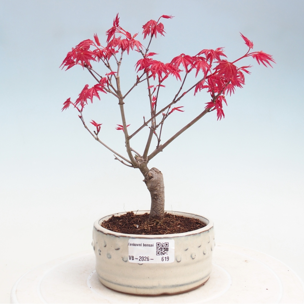 Bonsai im Freien - Ahorn - Acer palmatum DESHOJO