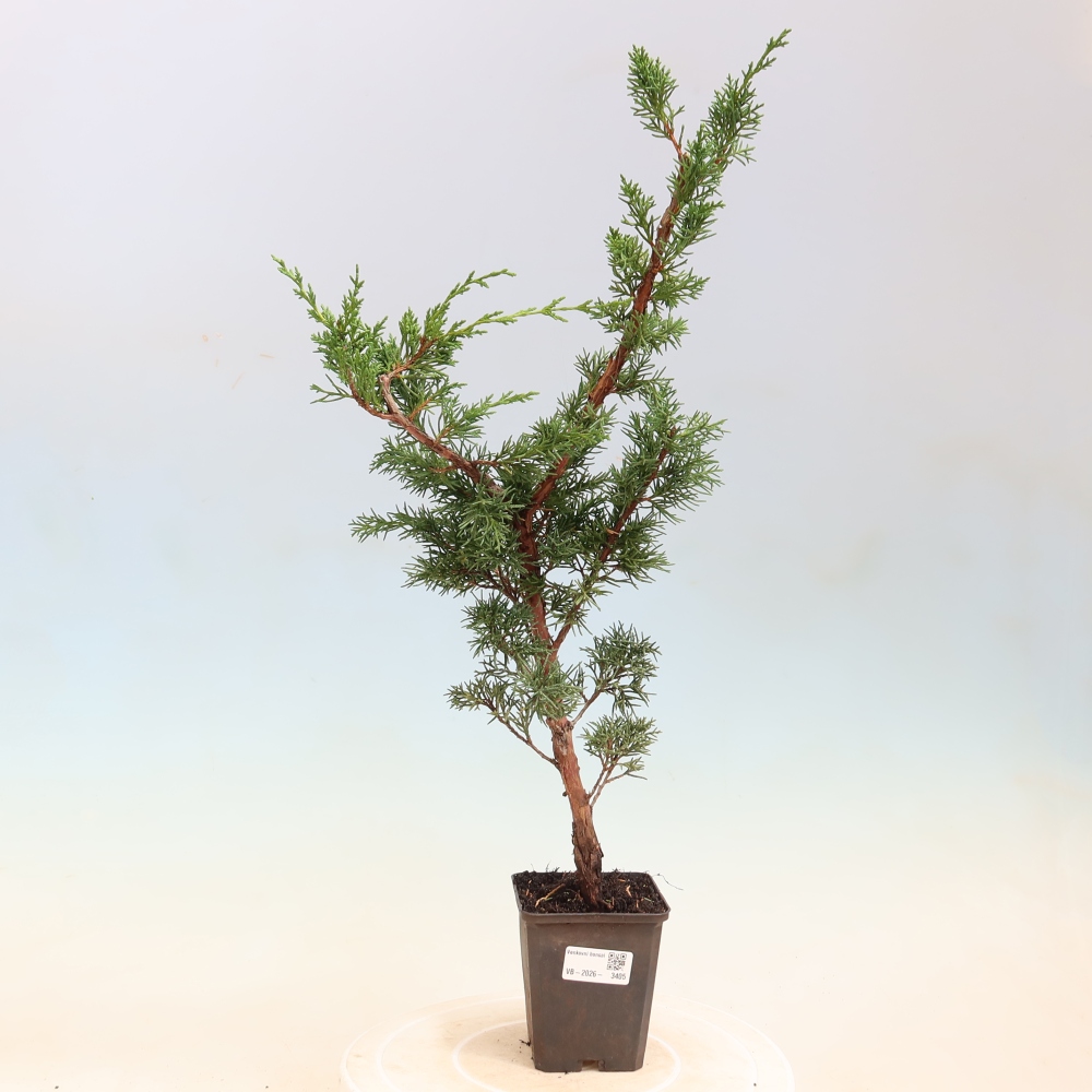 Bonsai für draußen - Juniperus chinensis Kishu