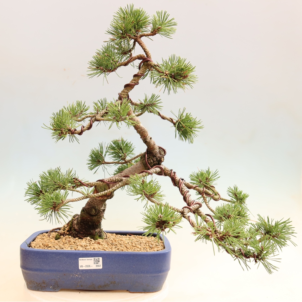 Bonsai für den Außenbereich – Pinus mugo Humpy – Zwergkiefer