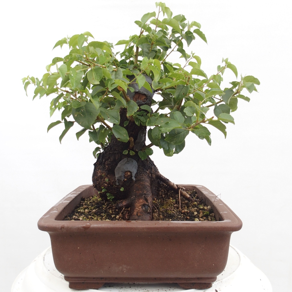 Bonsai im Freien - Mahalebka - Prunus mahaleb