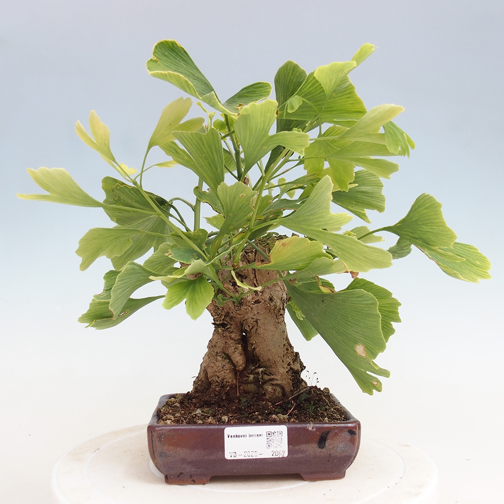 Bonsai im Freien - Jinan biloba - Ginkgo biloba