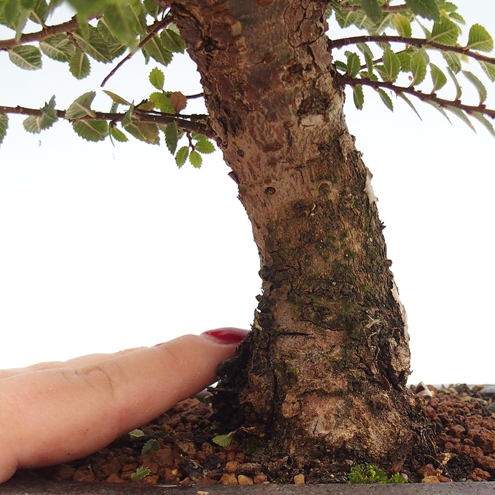 Bonsai im Freien - Ulmus parvifolia Hokkaido - Chinesische Ulme