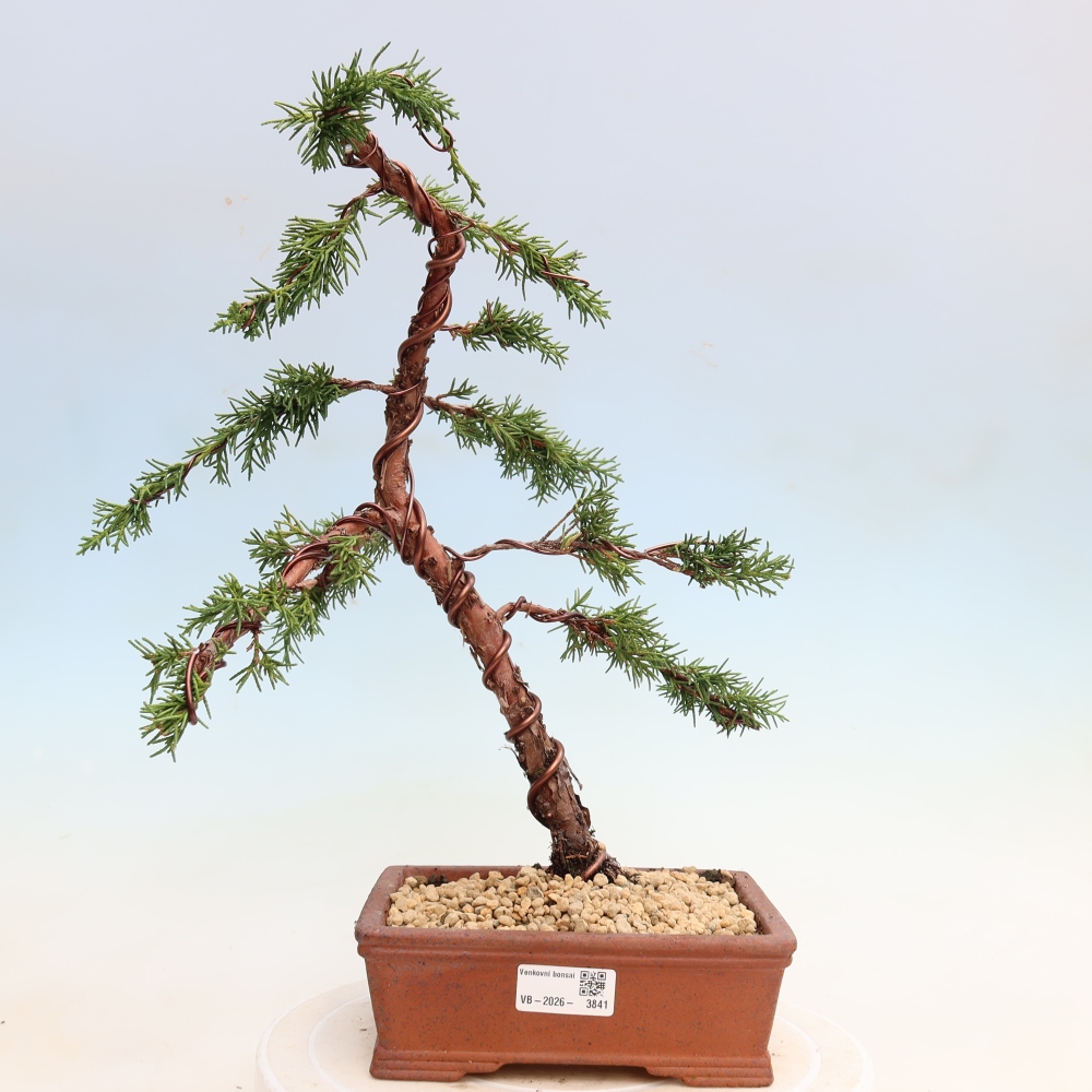 Bonsai für draußen - Juniperus chinensis Kishu