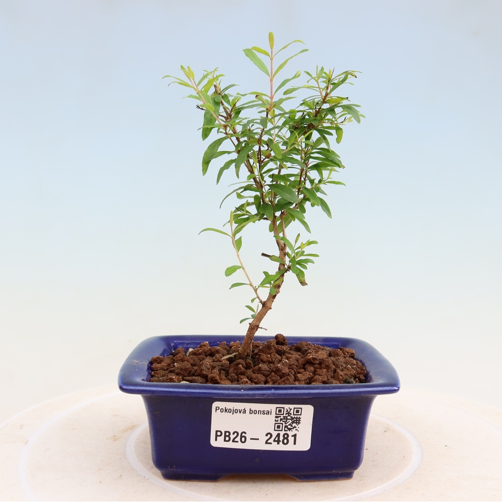 Zimmer-Bonsai-PUNICA granatum nana-Apfel-Granatapfel