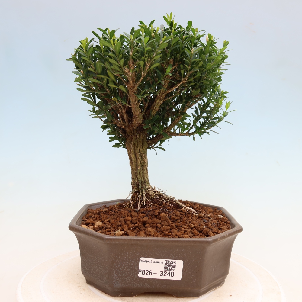 Zimmer Bonsai - Buxus harlandii - Korkbuxus