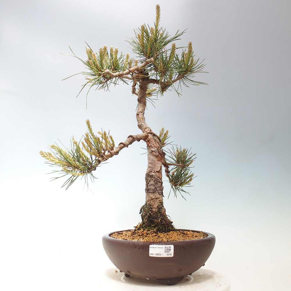 Bonsai im Freien - Pinus Sylvestris - Waldkiefer