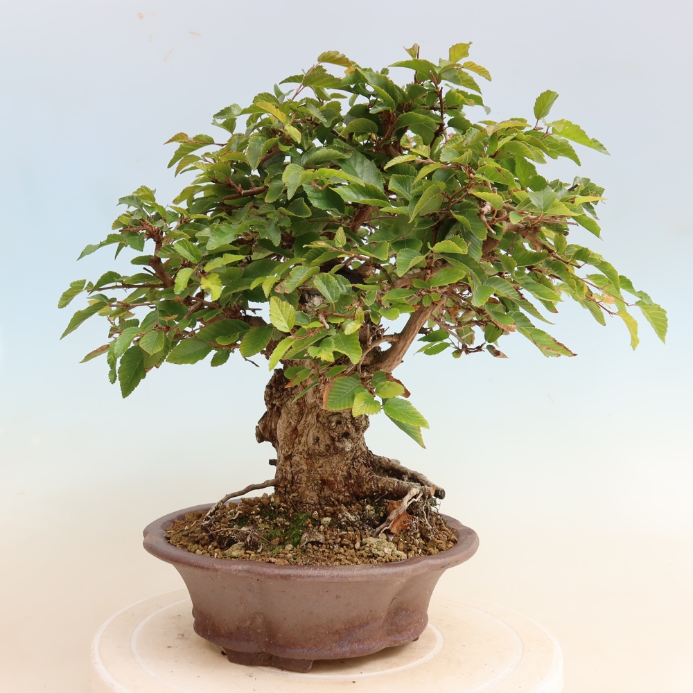 Bonsai für draußen -Carpinus CARPINOIDES - Koreanische Hainbuche