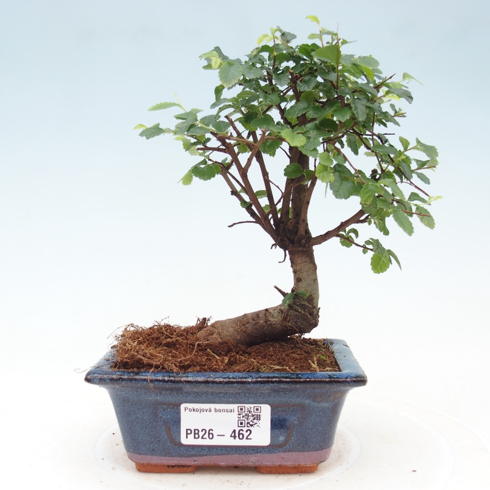 Zimmerbonsai - Ulmus parvifolia - Kleinblättrige Ulme