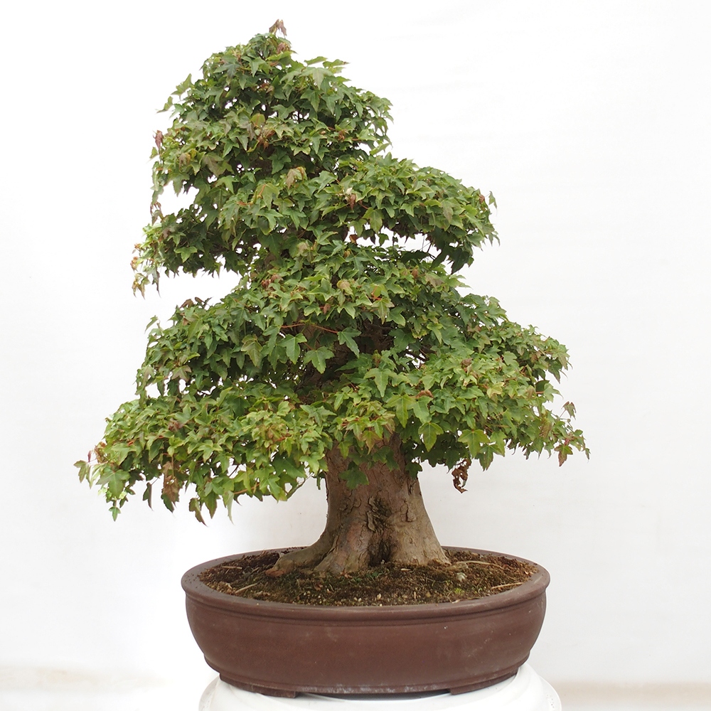 Bonsai im Freien - Ahorn Buergerianum - Burger Maple