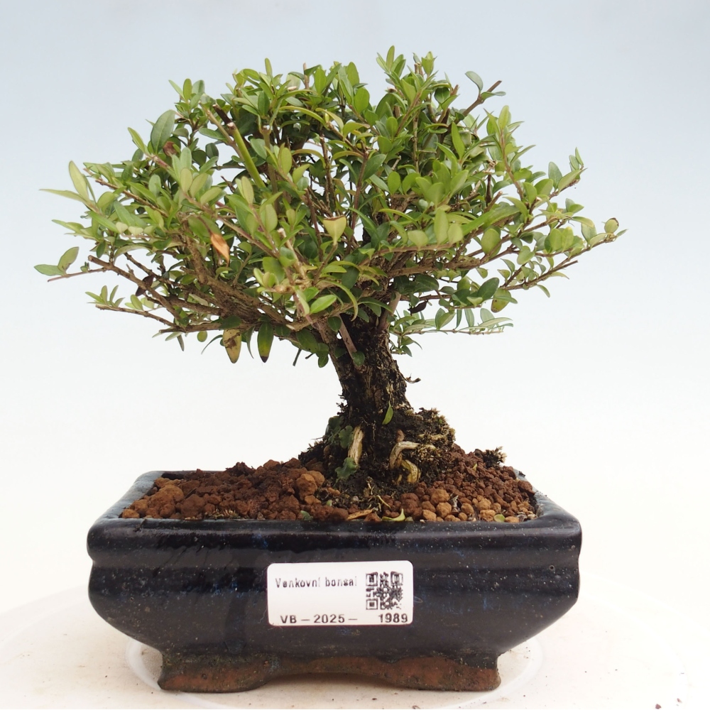 Bonsai im Freien - Lonicera nitida Twiggy - Geißblatt
