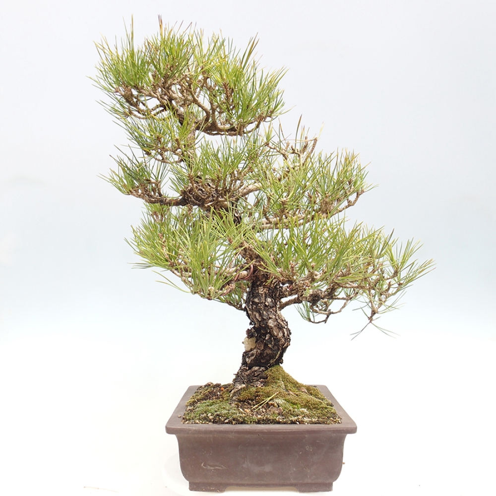 Bonsai für draußen - Pinus thunbergii - Thunberg-Kiefer