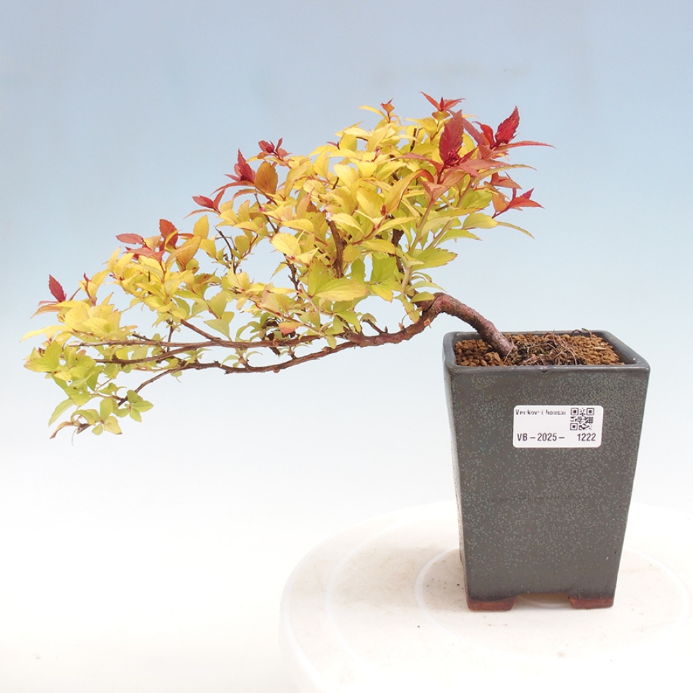 Bonsai im Freien - Spirae Aurea