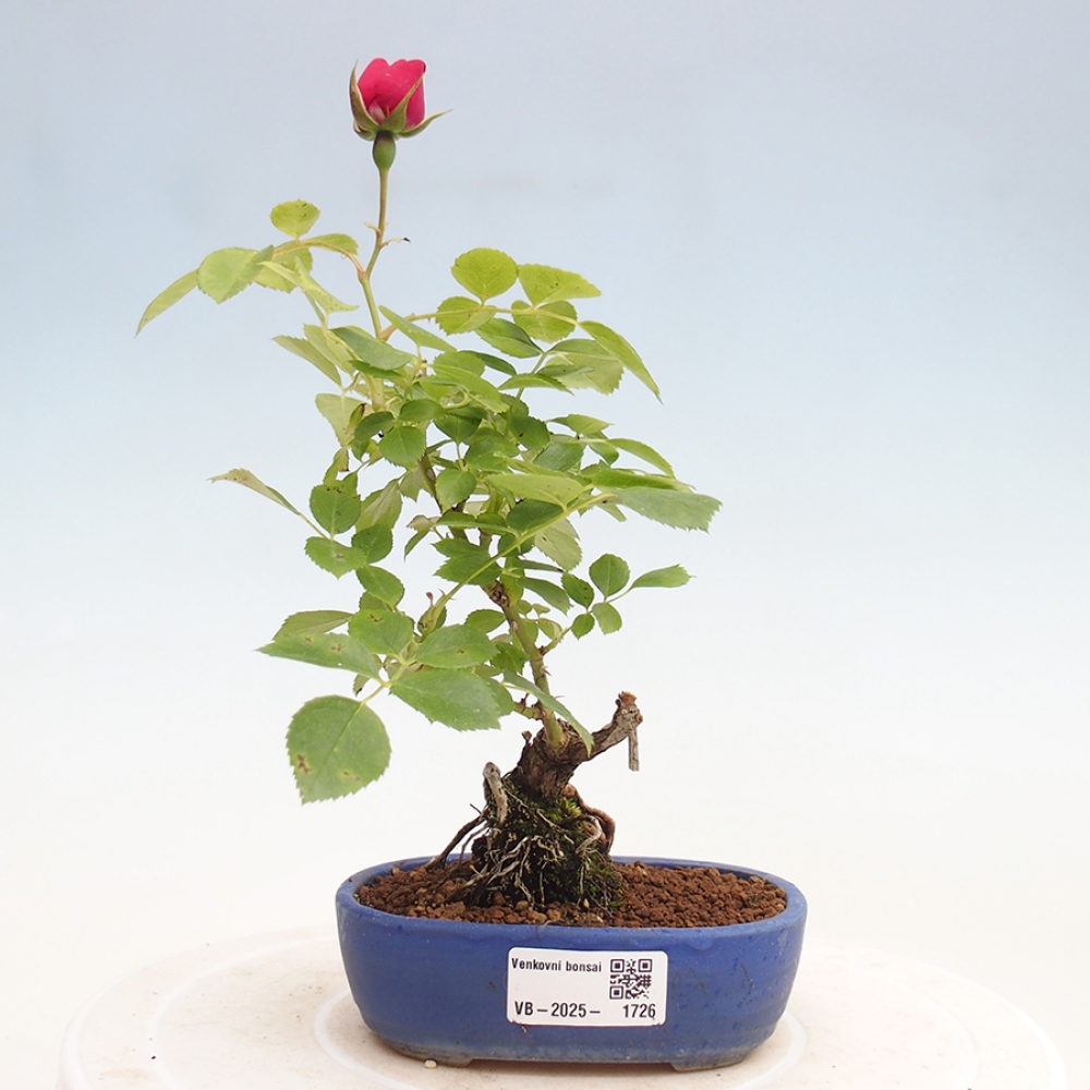 Freilandbonsai - Rosa Kordes -  Rose