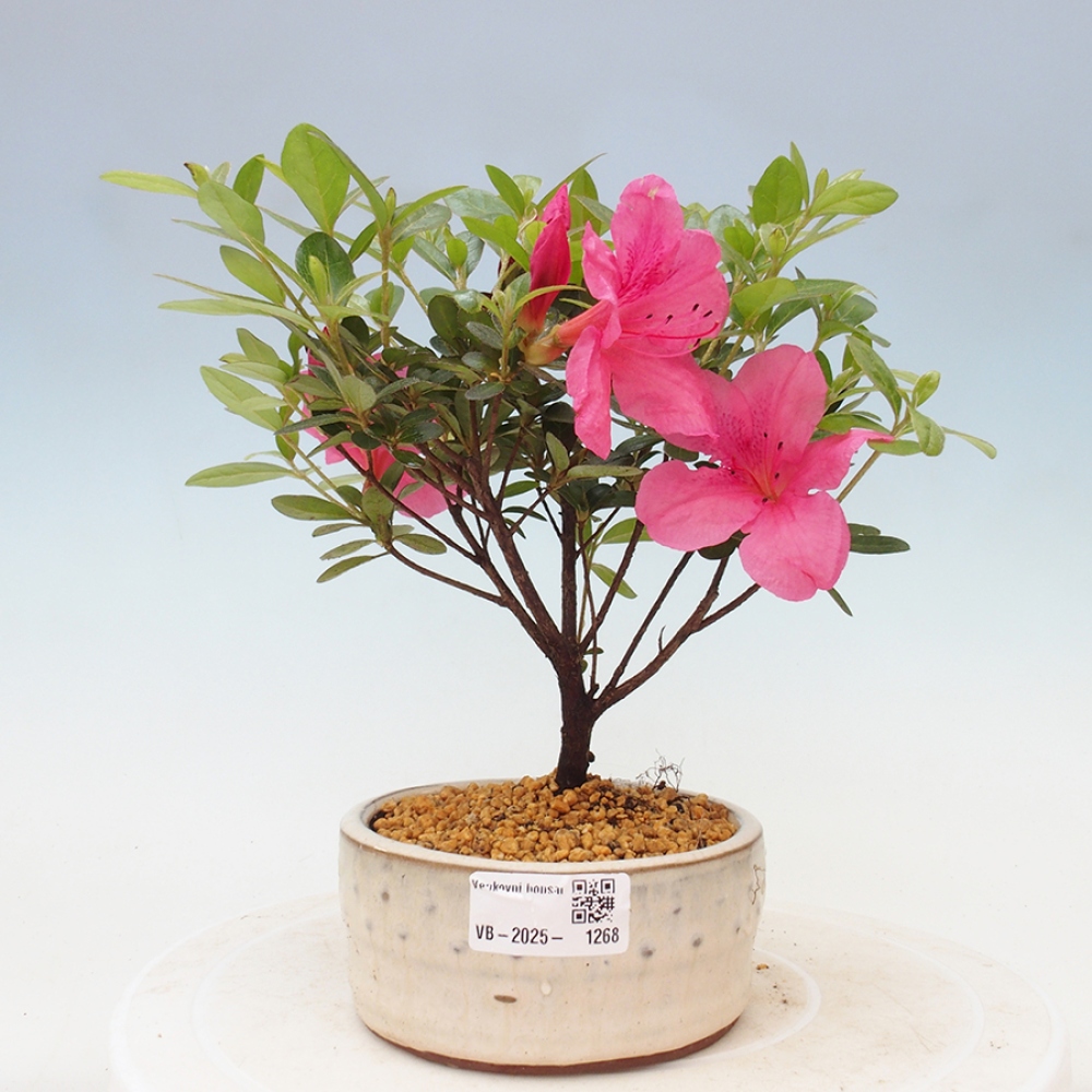 Bonsai im Freien - Japanische Azalee - Azalea sp.