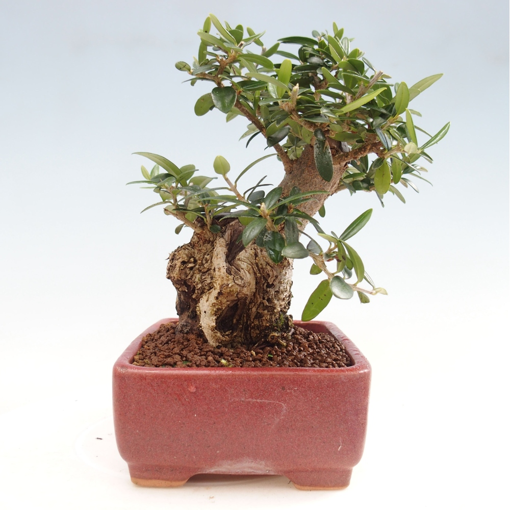 Indoor-Bonsai - Olea europaea sylvestris - Europäisches kleinblättriges Olivenöl